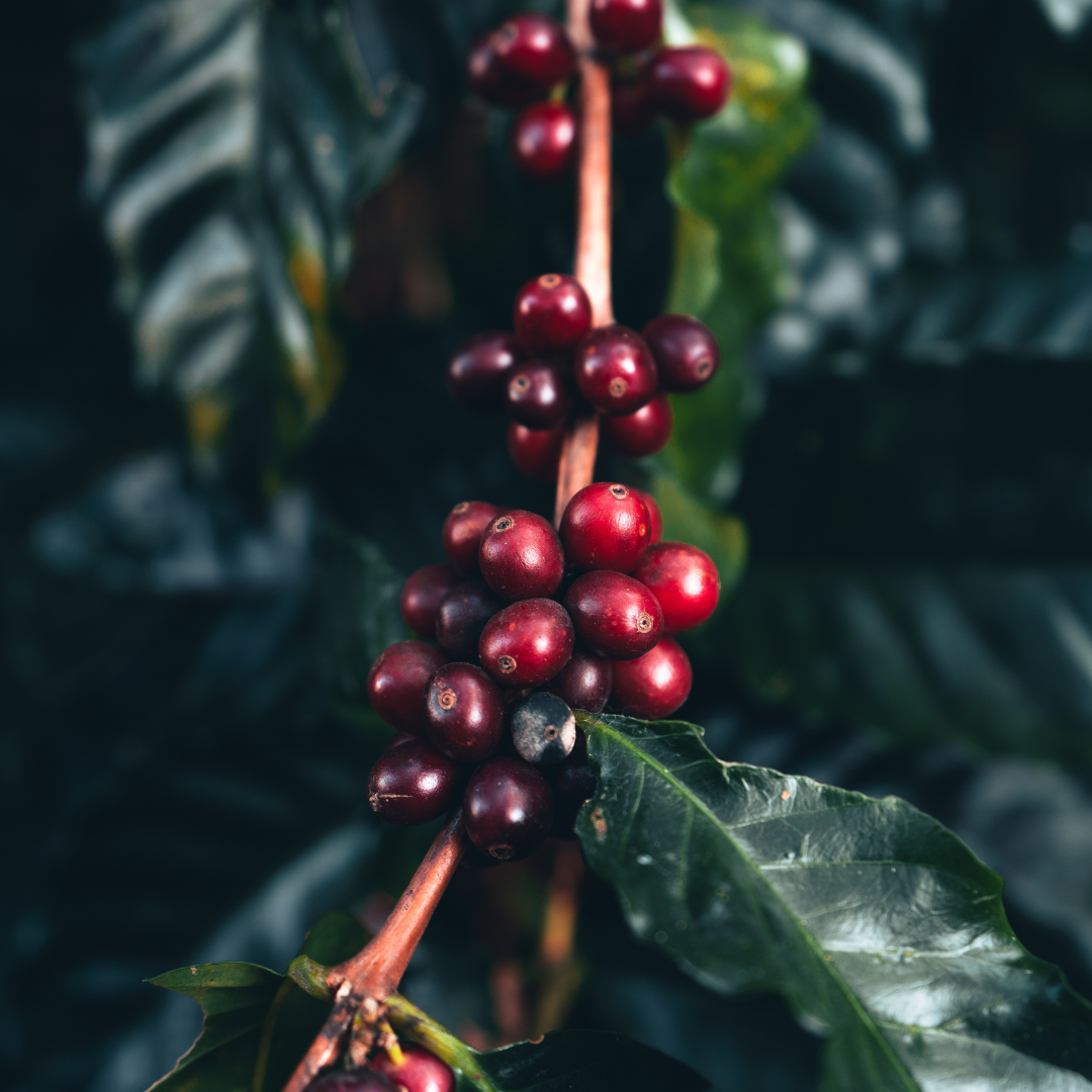 Seasonal