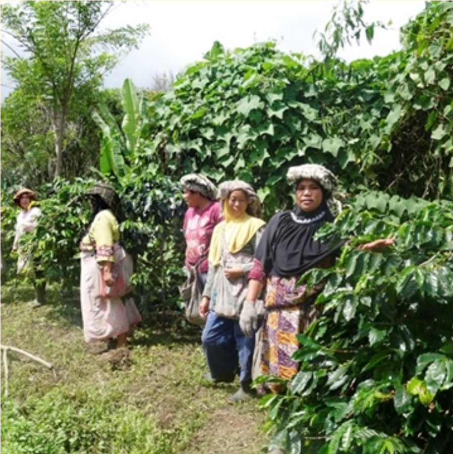 Limited Release: Sumatra