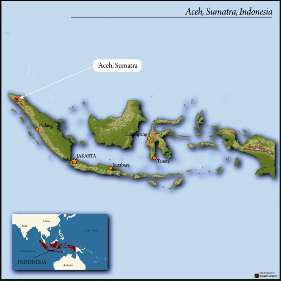 Limited Release: Sumatra