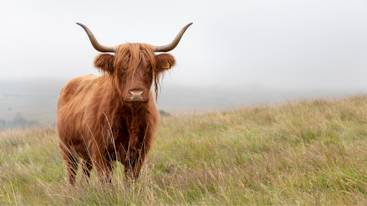 How to Brew the Perfect Cup of Highlander Grogg Coffee