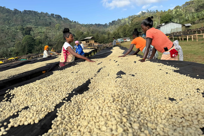 Ethiopia Guji