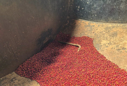 Limited Release: Kenya Nyeri