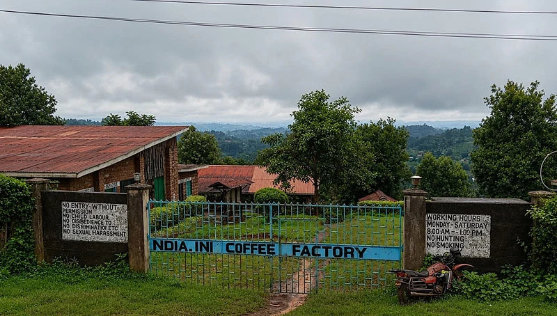 Limited Release: Kenya Nyeri