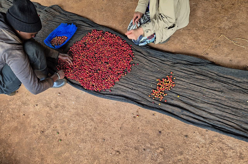 Two people sitting on a dirt floor inspecting red coffee cherries spread out on a dark gray sheet. A blue scoop filled with coffee cherries sits nearby.