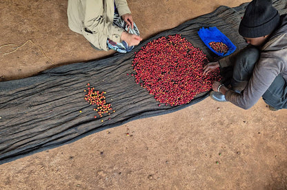 Two people sitting on a dirt floor inspecting red coffee cherries spread out on a dark gray sheet. A blue scoop filled with coffee cherries sits nearby.
