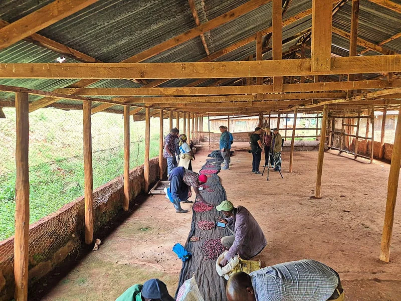 Limited Release: Kenya Nyeri